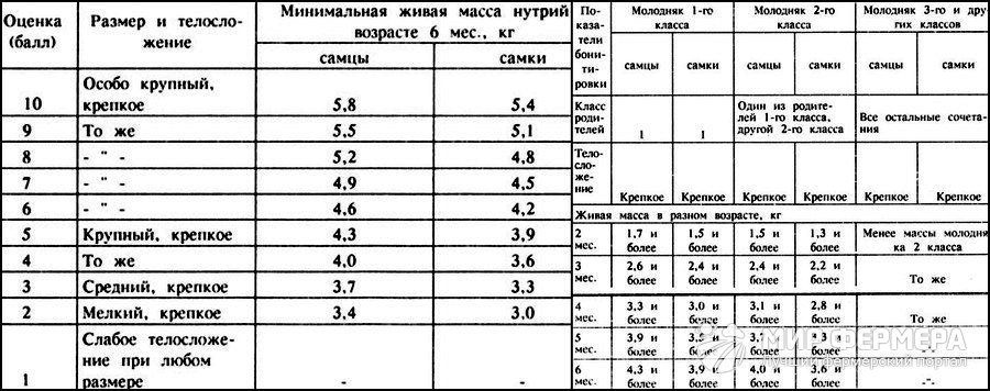 Здоровый молодняк нутрий