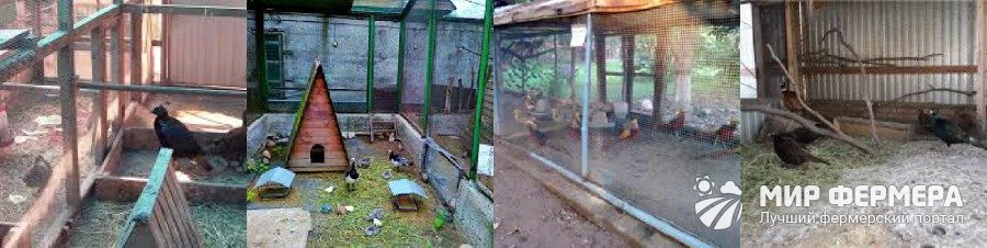 Вольер для фазанов Вольер для фазанов своими руками фото