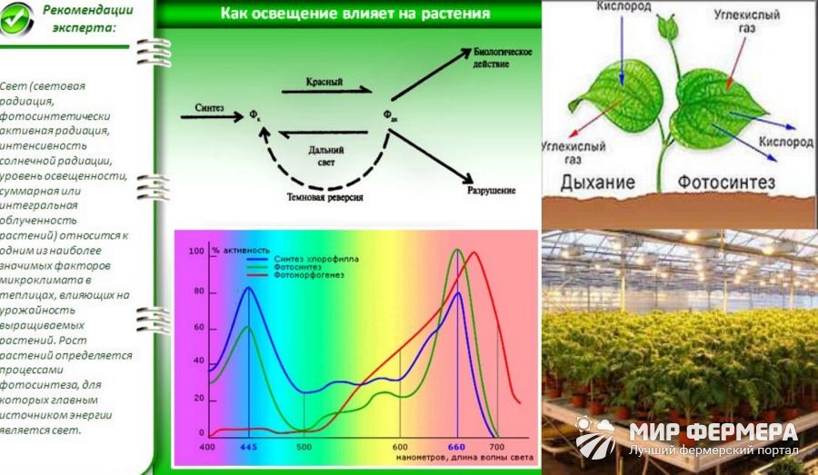 Влияние света на растения Значение света для растений