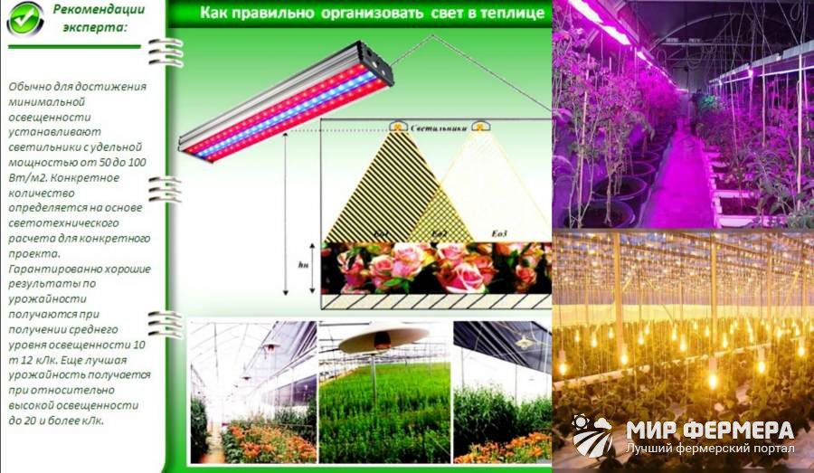 Каким должен быть свет в теплице