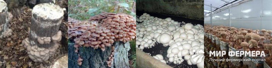 Выращивание разных видов грибов Как вырастить грибы дома своими руками