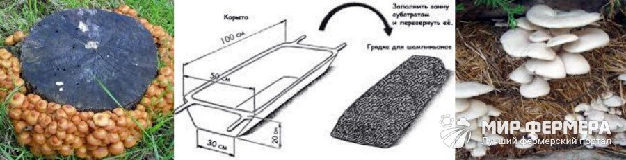 Выращивание грибов на даче