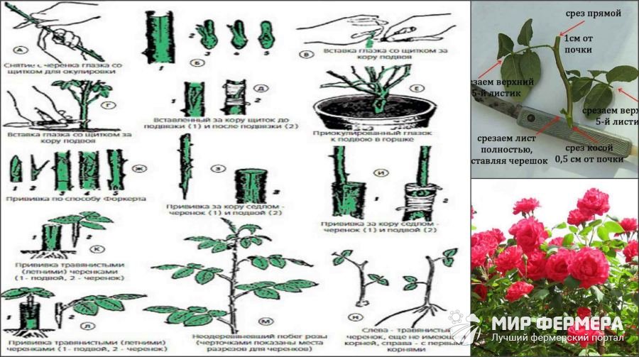 Размножение роз одревесневшими черенками
