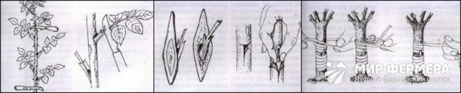 Размножение роз окулировкой