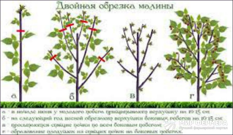 Обрезка малины весной Весенняя обрезка малины