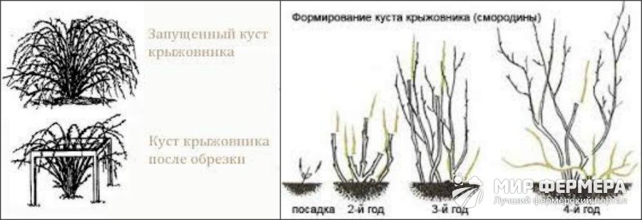 Как обрезать крыжовник