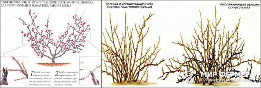 Обрезка крыжовника осенью