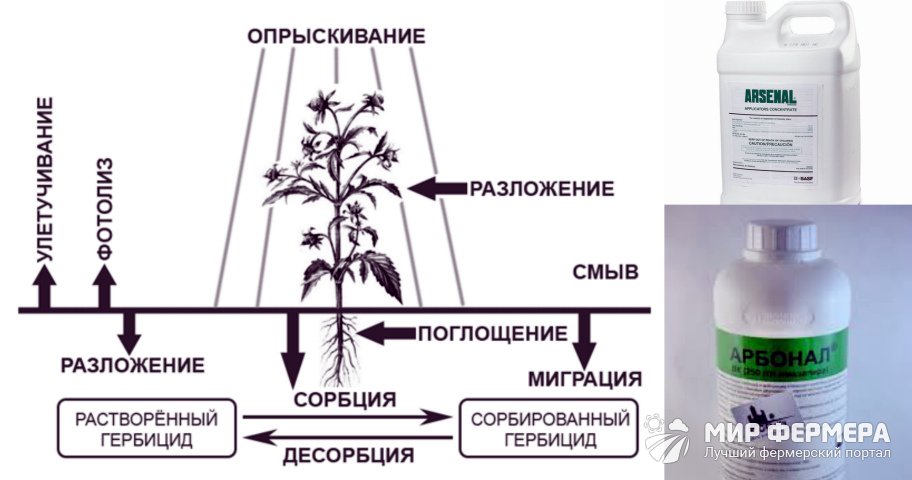 Арборициды виды