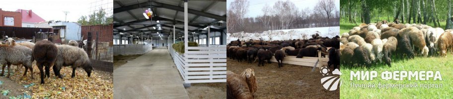 Содержание эдильбаевских овец