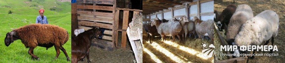 Содержание и кормление гиссарских овец
