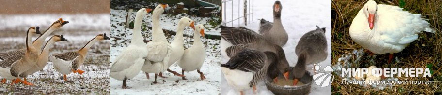 Как содержать гусей зимой