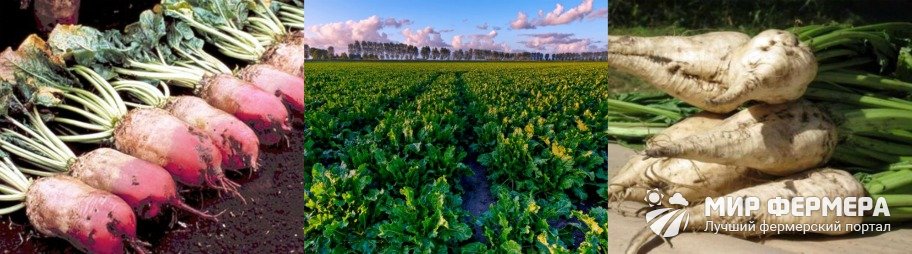 Урожайность сахарной свеклы
