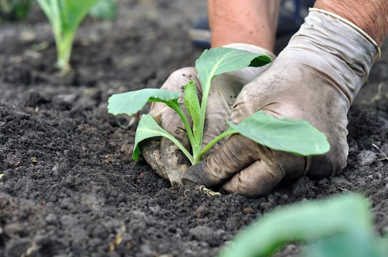 Planting a cabbage