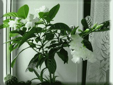 комнатный вариант растения