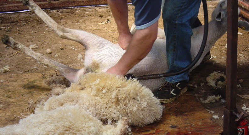 Оборудование для стрижки овец