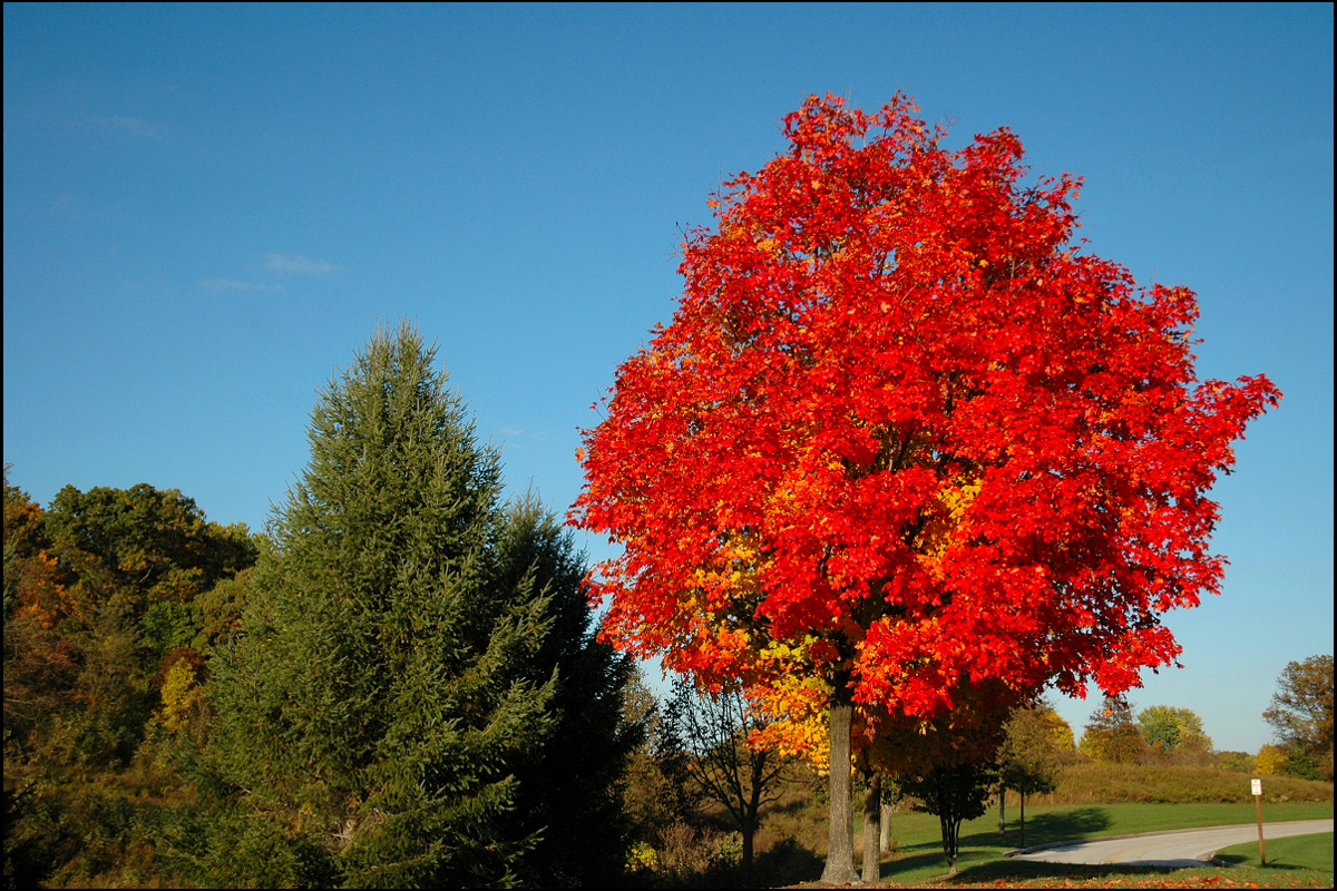 Клен фото дерева. Клен канадский дерево. Красный клен в Канаде. Acer freemanii autumn Blaze. Цветы канадского клена.