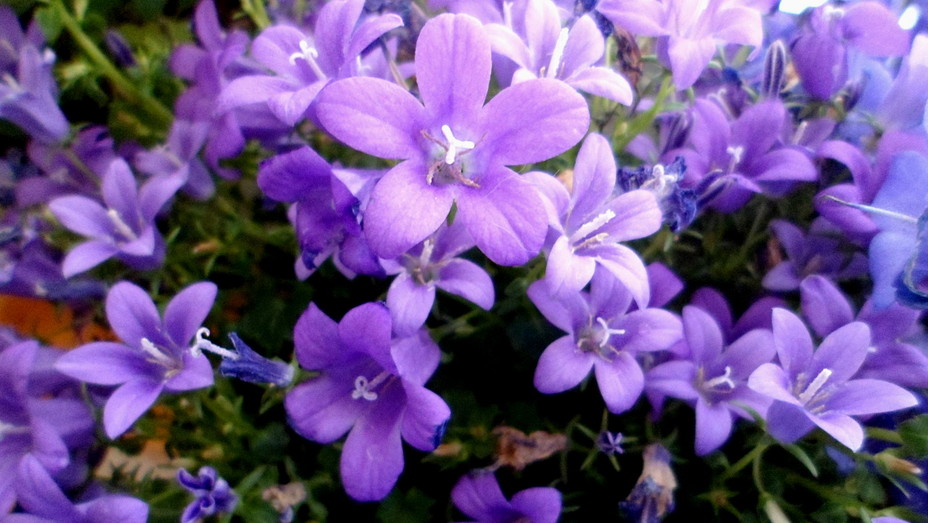 Campanula08