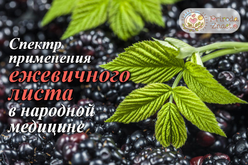 Листья ежевики Листья ежевики
