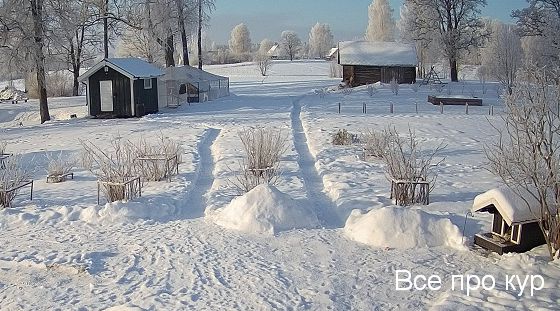 Зимний курятник своими руками 45 фото пошагово. Зимний курятник своими руками 45 фото пошагово.