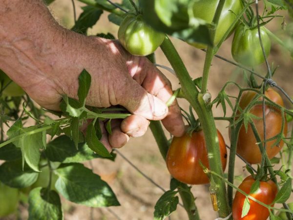 Тип формирования зависит от сорта томатов