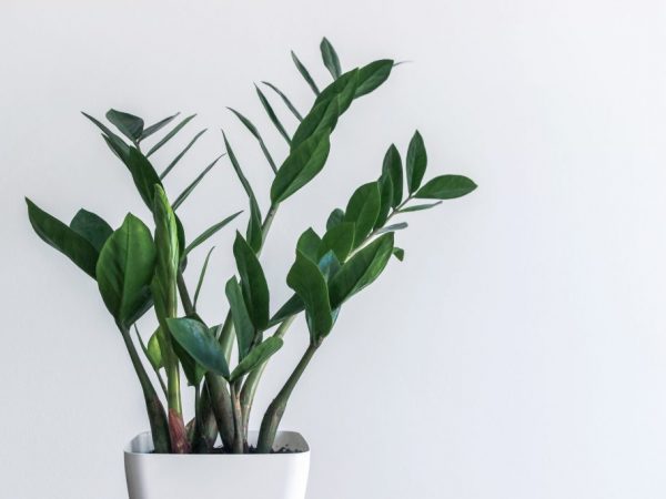 Карликовый замиокулькас Зензи — эффектное растение