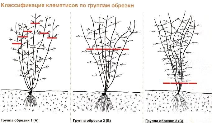 Обрезка клематиса