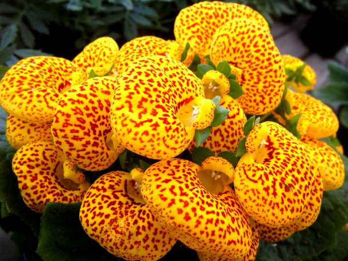  Calceolaria