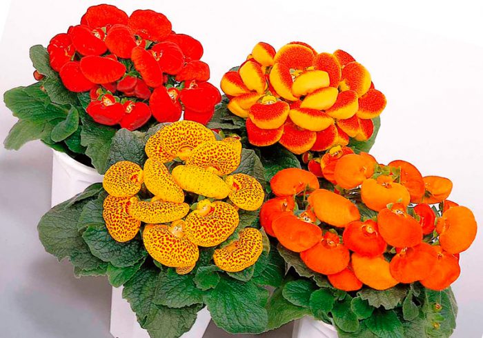  Calceolaria