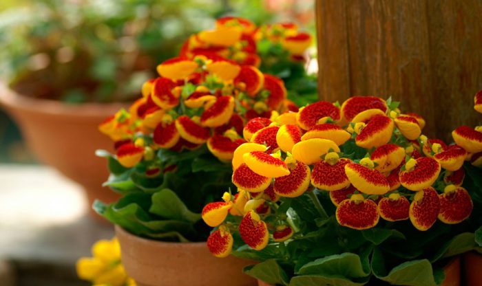  Calceolaria