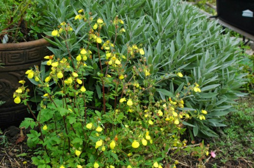 Кальцеолярия мексиканская ( Calceolaria mexicana)