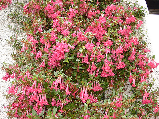 Abelia floribunda
