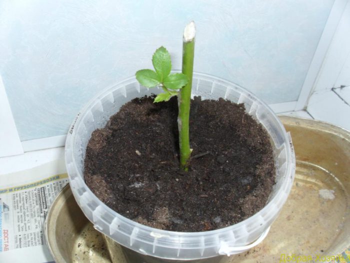  розы из черенка