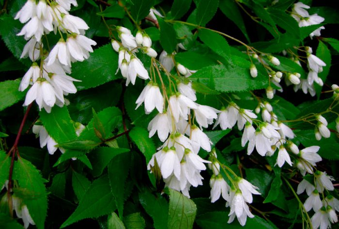 Дейция изящная (Deutzia gracilis)