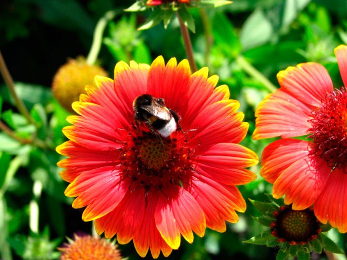 Гайлардия красивая (Gaillardia pulchella)