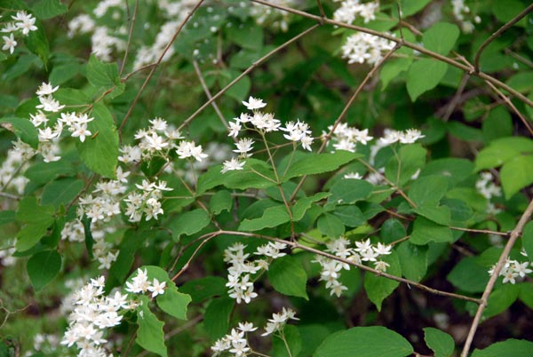 Дейция шершавая, или звездчатая (Deutzia scabra)