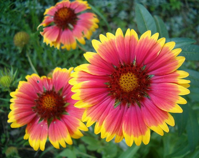 Гайлардия остистая (Gaillardia aristata)