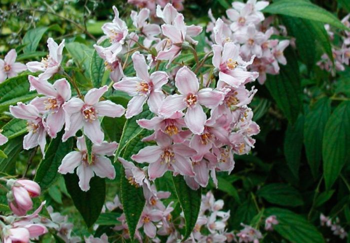 Дейция длиннолистная (Deutzia longifolia)