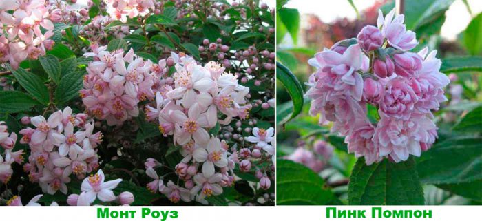 Дейция Лемуана (Deutzia x lemoinei)