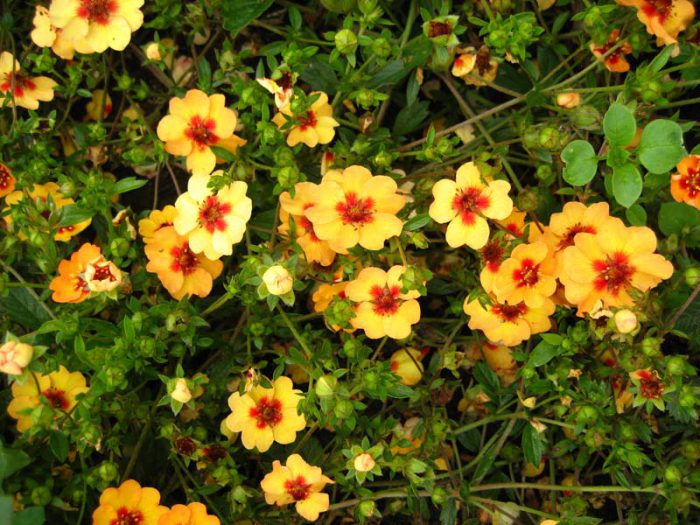 Potentilla х hybrida