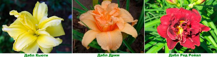 Лилейник Дюмортье