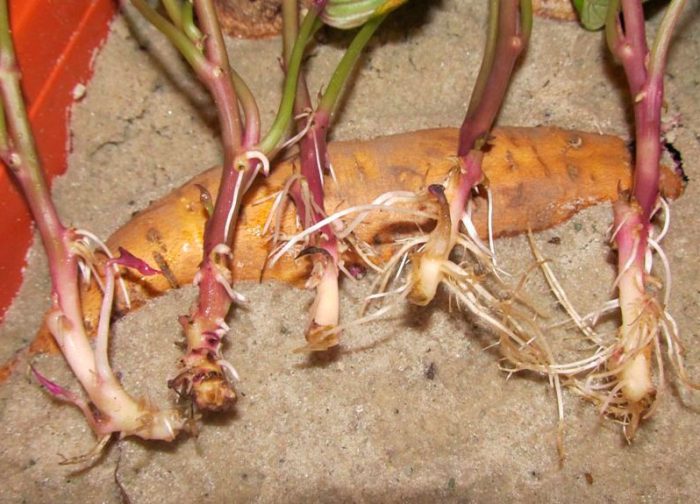 Выращивание батата из семян