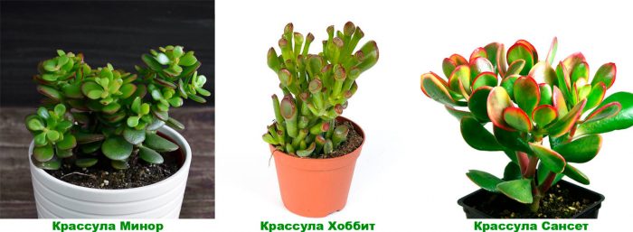 Крассула овальная (Crassula ovata), либо яйцевидная