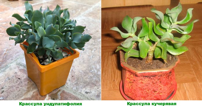Крассула древовидная (Crassula arborescens)