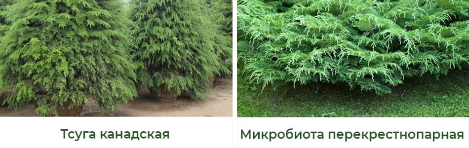 Mikrobiota-perekrestnoparnaya