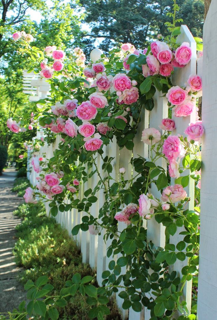 Розы в декоре изгороди