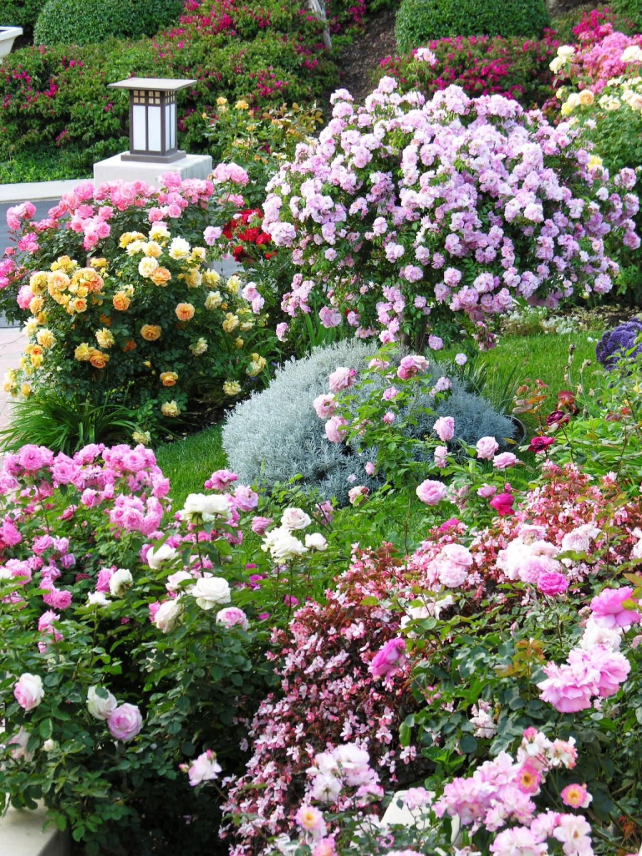 Альпийская горка с розами и другими растениями в ландшафтном дизайне