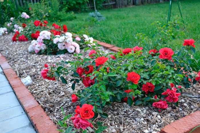  Бордюр из роз чаще всего высаживают миниатюрными розами.