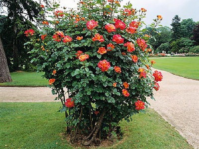  Солитер – одиночный куст розы, крупного размера.