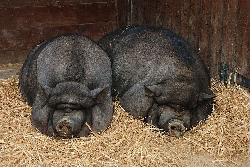 Свиньи породы вьетнамская вислобрюхая