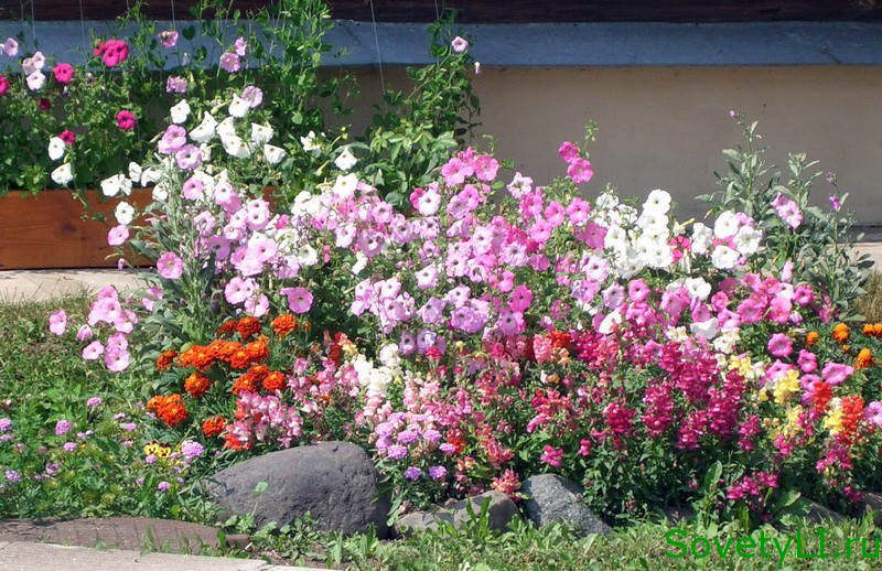Цветущие растения 